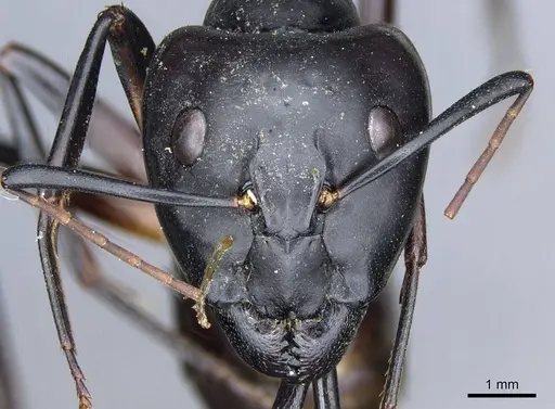 Camponotus sexpunctatus specimen