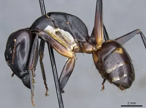Camponotus sexpunctatus specimen