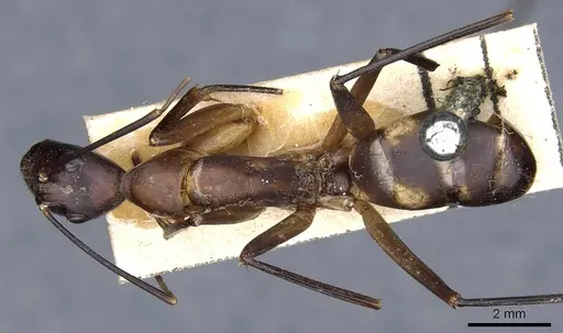 Camponotus sexpunctatus - CASENT0905798