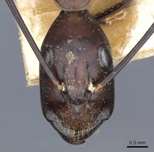 Camponotus sexpunctatus - CASENT0905798