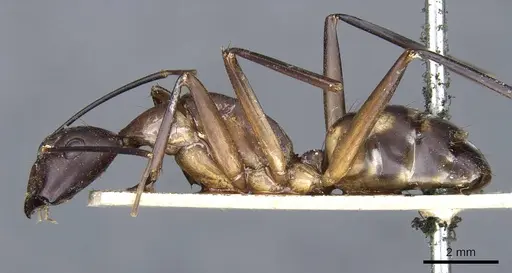 Camponotus sexpunctatus - CASENT0905798