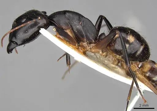 Camponotus sexpunctatus - CASENT0906898
