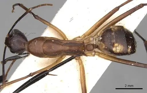 Camponotus sexpunctatus - CASENT0906899