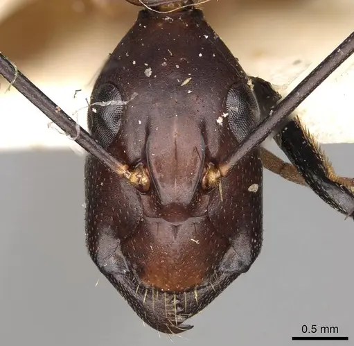 Camponotus sexpunctatus - CASENT0906899