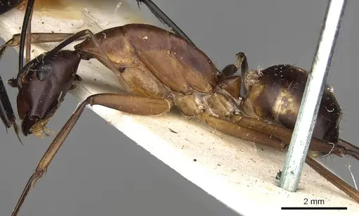 Camponotus sexpunctatus - CASENT0906899