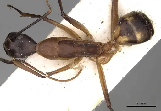 Camponotus sexpunctatus - CASENT0906900