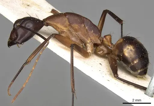 Camponotus sexpunctatus - CASENT0906900