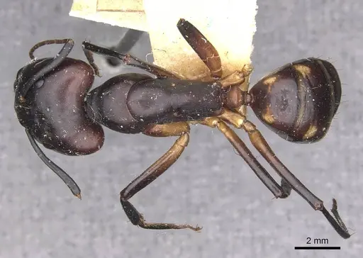 Camponotus sexpunctatus - CASENT0910077