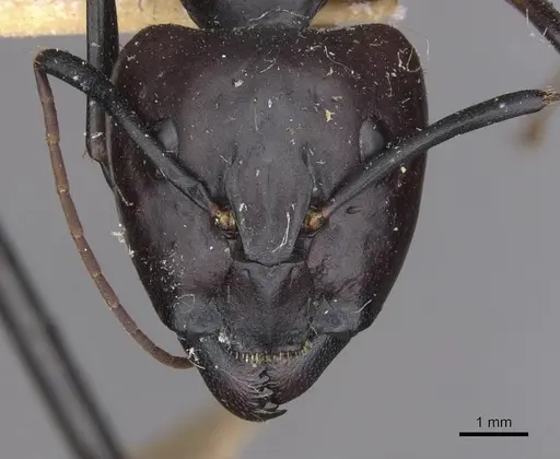 Camponotus sexpunctatus - CASENT0910077