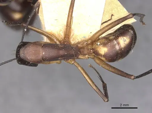 Camponotus sexpunctatus - CASENT0910078