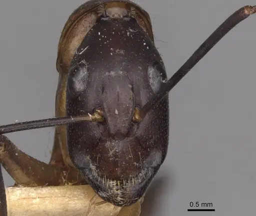 Camponotus sexpunctatus - CASENT0910078