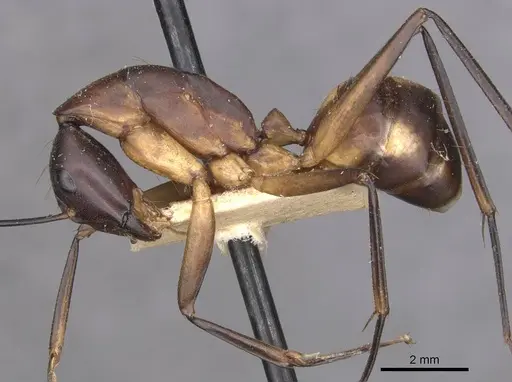 Camponotus sexpunctatus - CASENT0910078