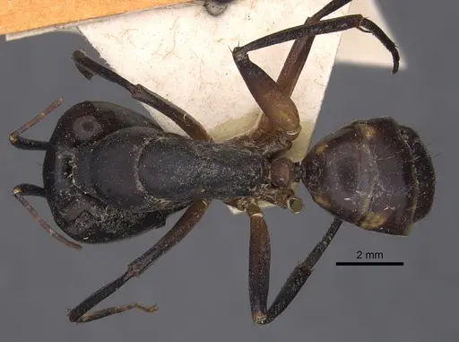 Camponotus sexpunctatus - CASENT0917852