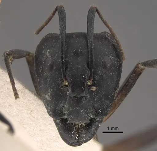 Camponotus sexpunctatus - CASENT0917852