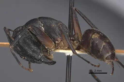 Camponotus sexpunctatus - CASENT0917852