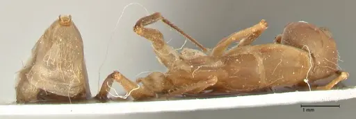 Camponotus sexpunctatus - FOCOL2369