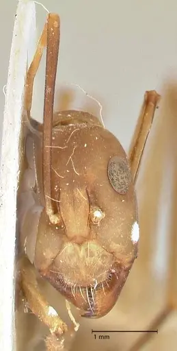 Camponotus sexpunctatus - FOCOL2369