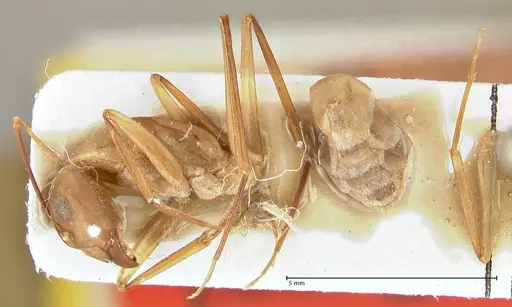 Camponotus sexpunctatus - FOCOL2369