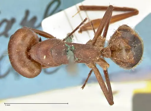 Camponotus sexpunctatus - FOCOL2376