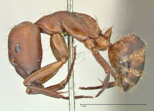 Camponotus sexpunctatus - FOCOL2376