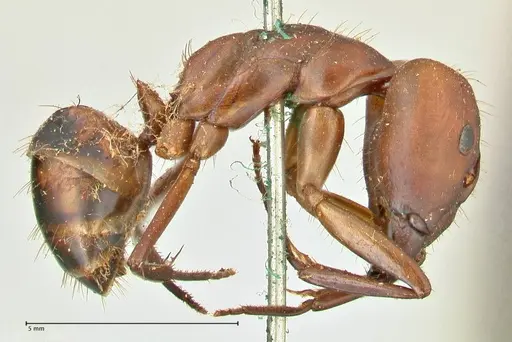 Camponotus sexpunctatus - FOCOL2376