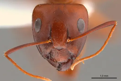 Camponotus shaqualavensis specimen