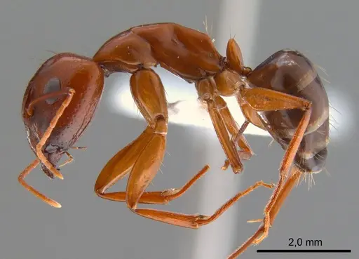 Camponotus shaqualavensis specimen