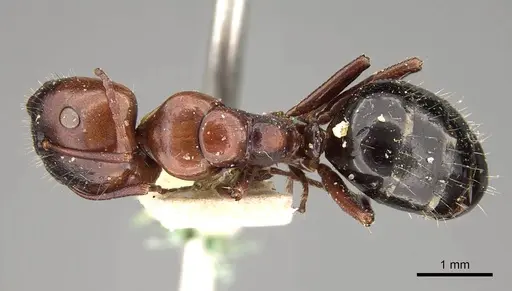 Camponotus sicheli specimen