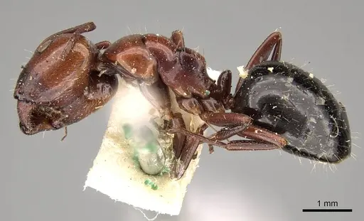 Camponotus sicheli specimen
