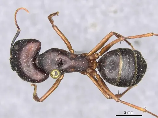 Camponotus siemsseni specimen