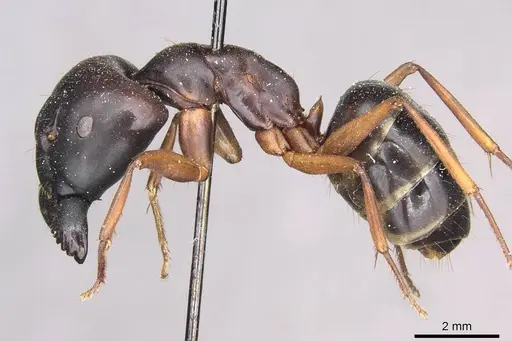 Camponotus siemsseni specimen