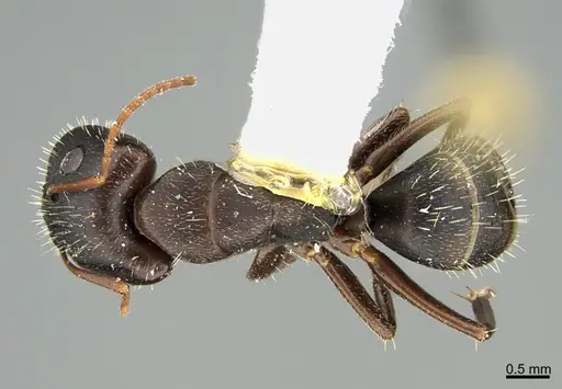 Camponotus silvestrii specimen