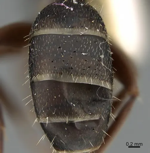 Camponotus silvestrii specimen