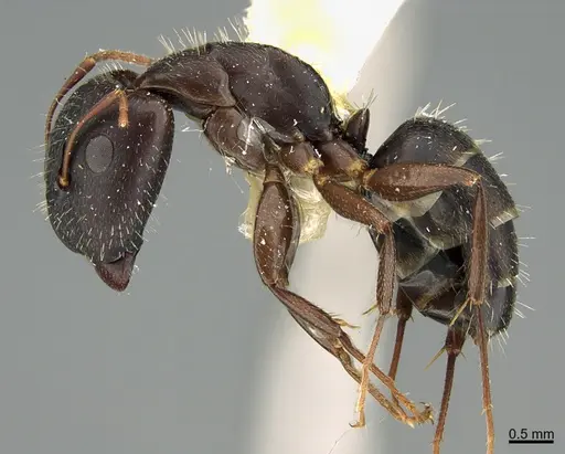 Camponotus silvestrii - ANTWEB1041556