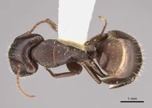 Camponotus silvestrii - CASENT0217702