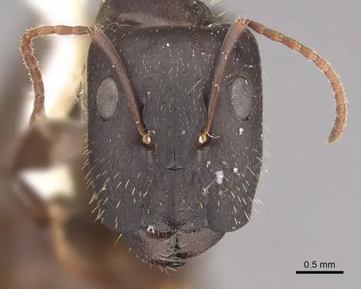 Camponotus silvestrii - CASENT0217702