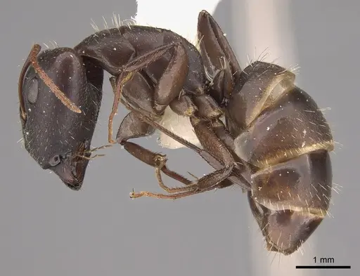 Camponotus silvestrii - CASENT0217702