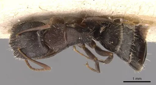 Camponotus silvestrii - CASENT0905491