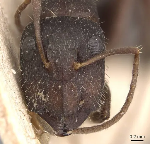 Camponotus silvestrii - CASENT0905491