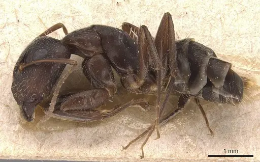 Camponotus silvestrii - CASENT0905491