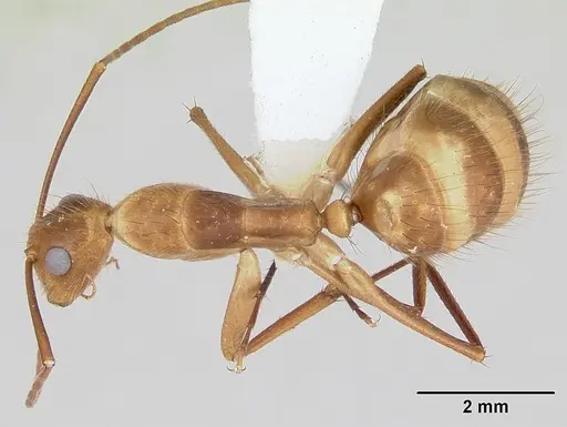 Camponotus silvicola specimen