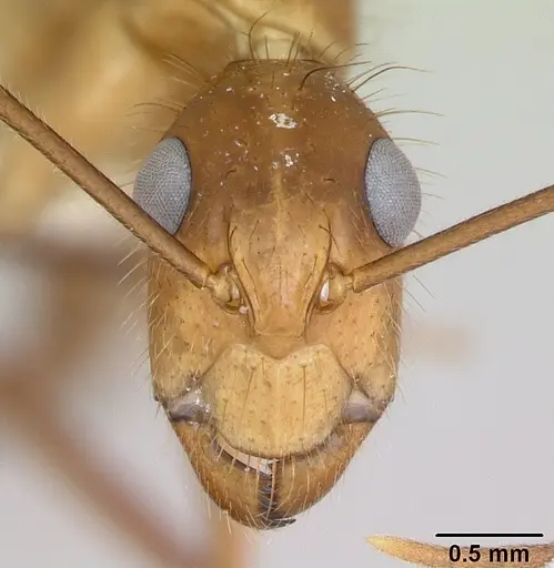 Camponotus silvicola specimen