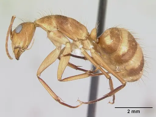 Camponotus silvicola specimen