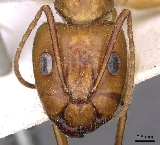 Camponotus silvicola - CASENT0910036