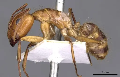 Camponotus silvicola - CASENT0910036