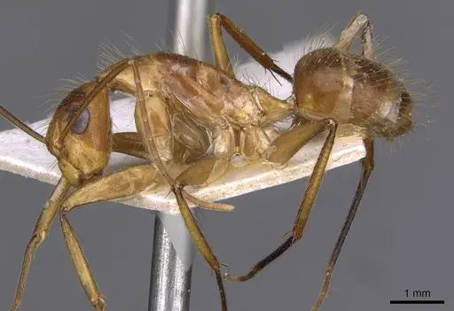 Camponotus silvicola - CASENT0910037