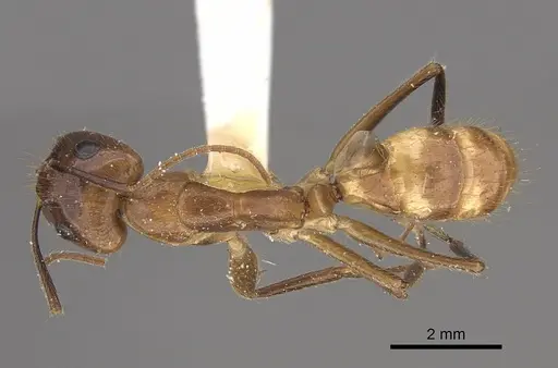 Camponotus silvicola - CASENT0923550