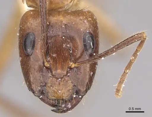 Camponotus silvicola - CASENT0923550