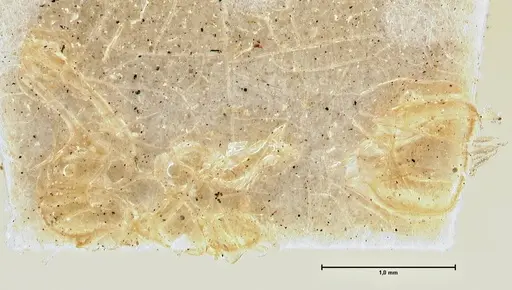 Camponotus silvicola - FOCOL2975