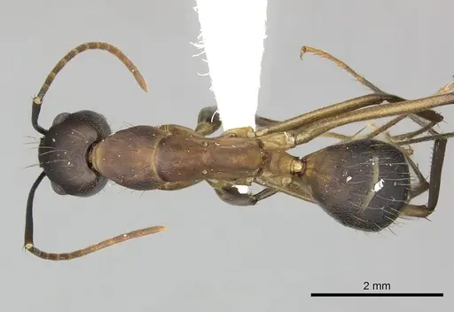 Camponotus simillimus specimen
